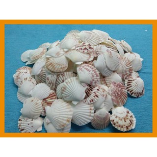 เชลร์พัดล้างแล้วสีสวยขายเป็นกิโล