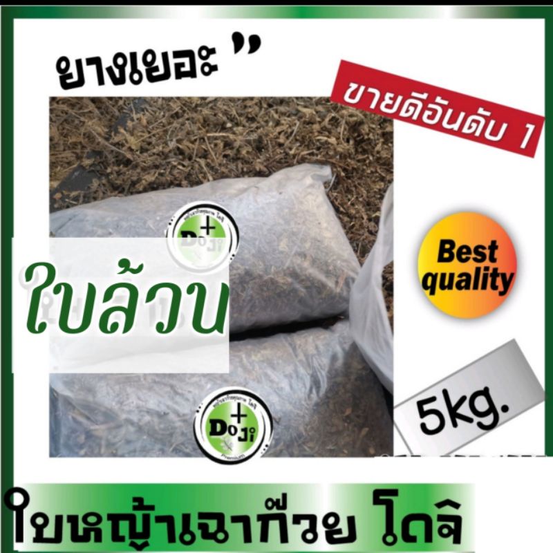 💥ดี ที่ สุ ด❗ใบหญ้าเฉาก๊วย โดจิ ใบล้วนเกรดพรีเมี่ยมแท้ ยางเหนียวหนึบมาก5กก