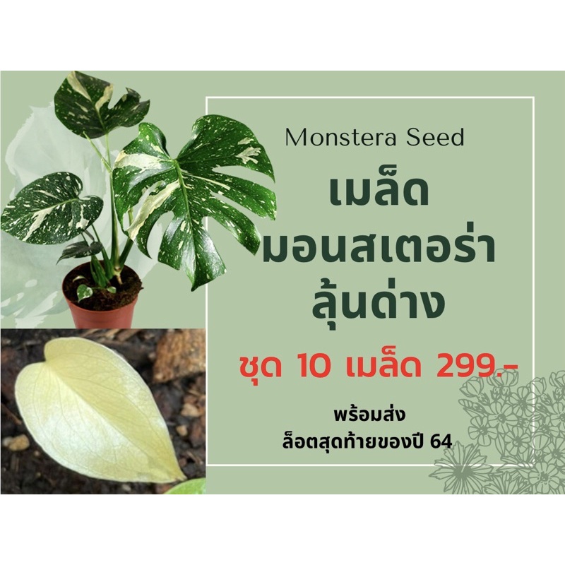 เมล็ดมอนสเตอร่า ลุ้นด่าง (Monstera Seed)