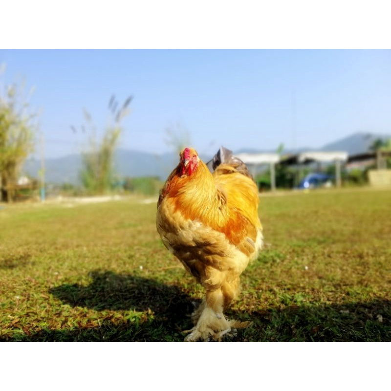 รูปภาพ 2