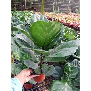 ไทรใบสัก ไจแอนท์ Fiddle Fig พันธุ์ใบใหญ่