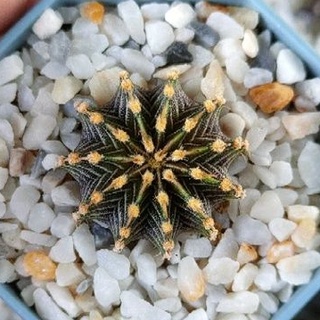 Cake Cactus Farm กระบองเพชร Gymnocalycium LB2178  Aqua Dulce  ยิมโนแอลบีตัวแท้ 11 พู