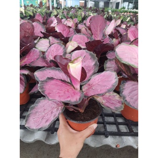 ต้น คริมสัน (Calathea Crimson) คล้ามีใบสีชมพู กระถาง 5 นิ้ว ไม้ฟอกอากาศ