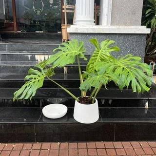 ต้นมอนสเตอร่า เดลิซิโอซ่า ไจแอนท์ (Monstera Deliciosa Monstera Giant) อายุ 2-3 ปี