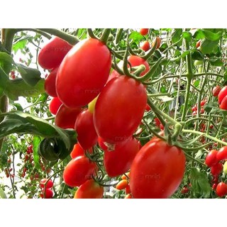 เมล็ดพันธุ์ มะเขือเทศเชอรี่ ทับทิมแดง (Tabtimdaeng Tomato) ความหวานประมาณ 8.5 บริกซ์ บรรจุ 20 เมล็ด