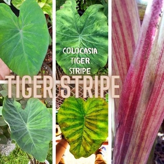 1 ต้น Colocasia Tiger Stripe บอนลายเสือ บอนป่าหายาก ลายต้นสวยชัด ลายใบโดดเด่น ปลูกประดับสวยงาม ส่งแบบตัดใบ