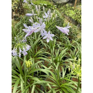 อะกาแพนทัส 🌿Blue African lily 🍀🍀🍀🍀