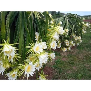 กิ่งพันธุ์แก้วมังกร สีขาว สีเหลือง สีแดง สีดำ สีชมพู
