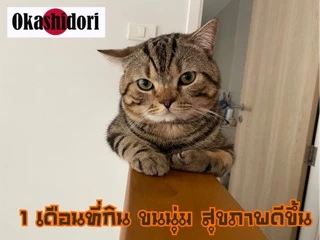 🍖แบ่งขาย 1KG🍖 Royal Canin Fit 32 | Indoor & Baby Cat | Hill’s Science Diet ลูกแมว-โต 1-6 ปี อาหารแมวเม็ด