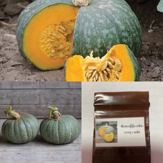 เมล็ดพันธุ์ ฟักทองญี่ปุ่น เกอิชา (Geisha Kabocha Squsah F1 Seed) บรรจุ 3 เมล็ด คุณภาพดี ของแท้ 100%