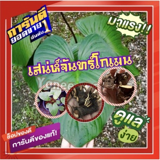 💥สินค้ามาแรง💥ข้อตาเสน่ห์จันทร์โกเมน (โปรพิเศษ3หน่อ/แพ็ค) นำไปเพาะเลี้ยงต้นแม่พันธ์ใบโตสวย ไม้มงคลเสริมโชคลาภบารมี