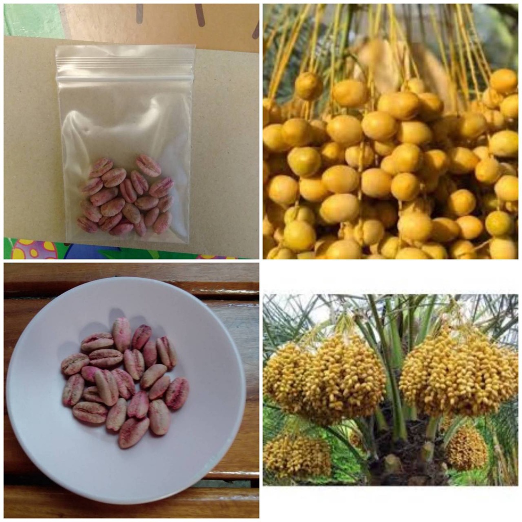 เมล็ดอินทผาลัมแท้ สายพันธุ์นาบุซซาอีฟ Seeds Nabut Saif อินทผาลัม10 เมล็ด เมล็ดแท้จากต้นเพาะเนื้อ