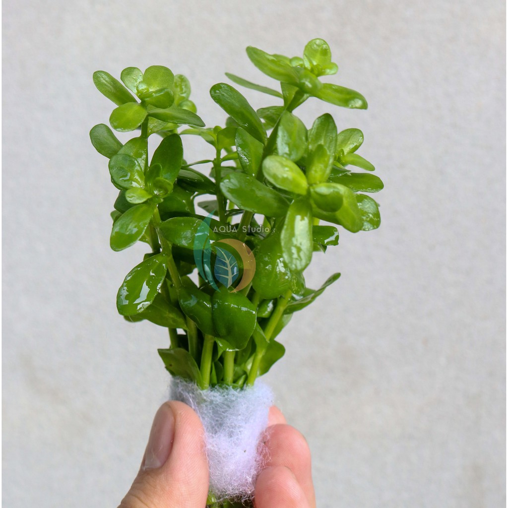ต้นไม้น้ำ บาโคป้ามอนเนรี่ BACOPA MONNIERI