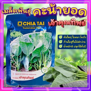 เมล็ดพันธุ์คะน้ายอด🍃 เจ้าคุณทิพย์ เมล็ดพันธุ์เจียไต๋ ผักคะน้า เมล็ดพันธุ์ยอดคะน้า เมล็ดพันธุ์คะน้า ผักสวนครัว