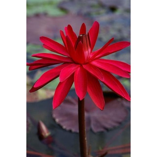 100 เมล็ด เมล็ดบัว สีแดง นำเข้า บัวนอก สายพันธุ์เมล็ดบัว Waterlily Nymphaea Seeds