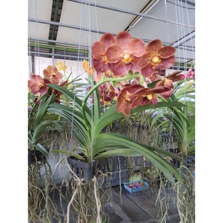 กล้วยไม้แวนด้า VANDA . สีน้ำตาล จัดส่ง แบบติดดอก ฟอร์มสวย ในกระถาง3นิ้ว