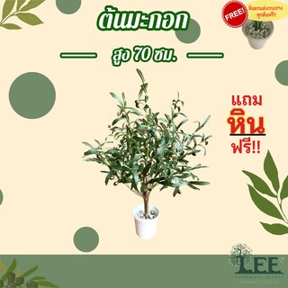 ((มาใหม่)) ต้นมะกอกปลอม (มีลูก) ขนาด 70 ซม. ลำต้นไม้จริง #ต้นไม้ปลอม #leeartplants