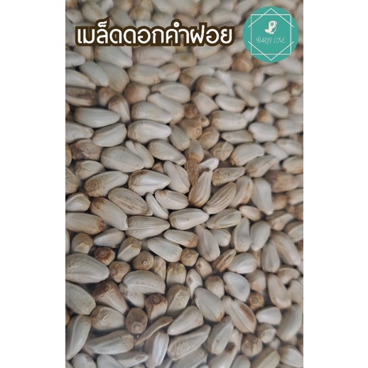 เมล็ดดอกคำฝอย ดอกคำฝอย มีไฟเบอร์ โปรตีนและไขมัน อาหารนกแก้ว นกปากขอ