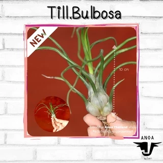*สินค้าขายดี* Tillandsia ทิลแลนเซีย สับปะรดสี 6 สายพันธุ์ เกรด Premium