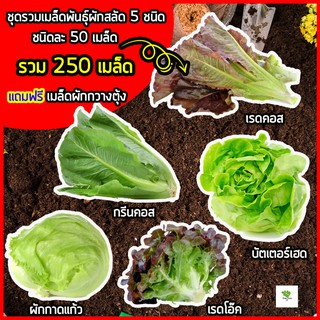 ผักสลัด เมล็ดสลัด 5 ชนิด เมล็ดผักสลัด เมล็ดพันธุ์ผักสลัด ไฮโดรโปนิกส์ รวม 250 เมล็ด ชนิดละ 50 เมล็ด แถมฟรี เมล็ดผักกวาง