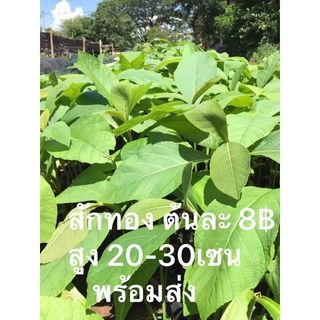 พันธุ์ไม้สักทอง ต้นละ 8 บาท แพ็ค 10 ต้น 80บาท