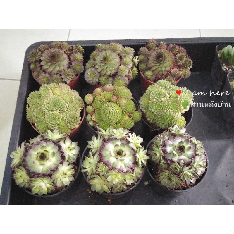 Sempervivum​ กุหลาบ​หิน​ ไม้อวบน้ำ