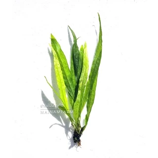 รากดำ ใบแหลม เลือกได้ 3 ขนาด จำนวน 1 มัด- MICROSORUM NARROW LEAF ต้นไม้น้ำ เฟิร์นน้ำ