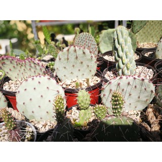 Opuntia  Santarita แพดตัดสด