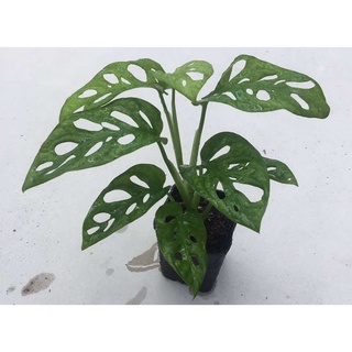 Monstera Acuminata มอนสเตอร่า อคูมินาต้า ต้นเล็ก รากเดินดี