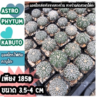 🤍🐻‍❄️แอสโตรคาบูโตะ astrophytum kabuto🐻‍❄️🤍 ขนาด 3.5-4 cmถูกและสวยกว่านี้ไม่มีแล้ว ลุ้นสีดอก ทางร้านคัดสวยๆหน้าขาวๆ  🍃❄️