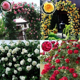 25 เมล็ด เมล็ดกุหลาบ คละสี ดอกใหญ่ กุหลาบ  Rose seeds