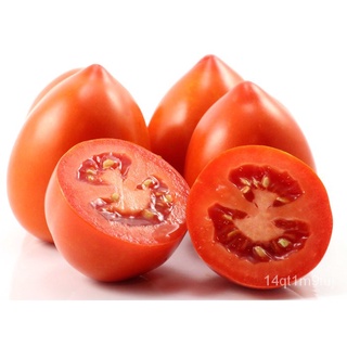 LUCKY TOMATO - ( 154 seeds) กางเกง/เสื้อ/เมล็ด/ดอกไม้/บ้านและสวน/สวน/ผู้ชาย/หมวก/แอปเปิ้ล/พาสต้า/ BOVM