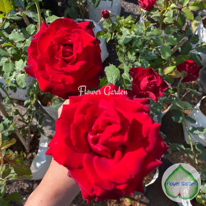 F538 กุหลาบ แดงไร้หนาม 🌹 กุหลาบตัดดอก ปลูกง่าย แบบถุง (พร้อมส่งติดดอก) กุหลาบสีแดง