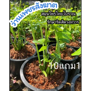 ต้นว่านเพชรสังฆาต​ แก้ริดสีดวง ต้นไม้ สมุนไพรไทย ยาสมุนไพร  สมุนไพรโบราณ  ตำรับยา อภัยภูเบศน์ ผักสวนครัว ดิน ปุ๋ย กระถาง