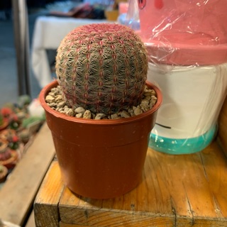 Echinocereus rigidissimus (เรนโบว์)