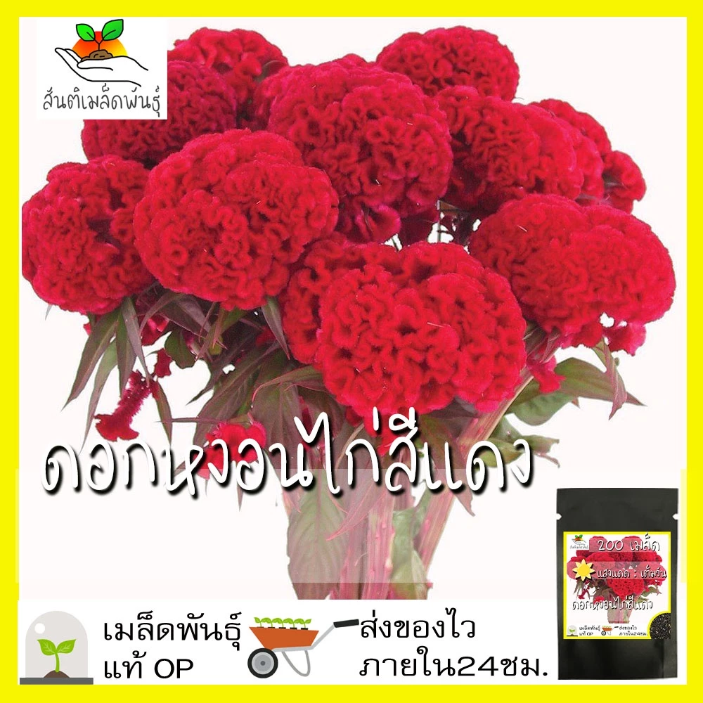 เมล็ดพันธุ์ ดอกหงอนไก่ฝรั่ง สีแดง หงอนไก่ 200 เมล็ด Red Cockscomb Seed เมล็ดพันธุ์แท้ นำเข้าจากต่างประเทศ100% ดอกไม้ ดี