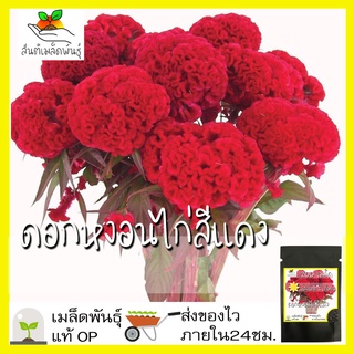 เมล็ดพันธุ์ ดอกหงอนไก่ฝรั่ง สีแดง หงอนไก่ 200 เมล็ด  Red Cockscomb Seed เมล็ดพันธุ์แท้ นำเข้าจากต่างประเทศ100% ดอกไม้ ดี