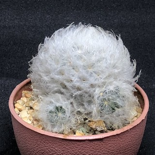 Mammillaria plumosa (แมมขนนก) ขนาดกลาง