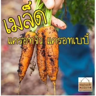 เมล็ดพันธุ์ แครอทจิ๋ว แครอทเบบี้ 100เมล็ด LittleFingers CarrotSeed เมล็ดแท้นำเข้า