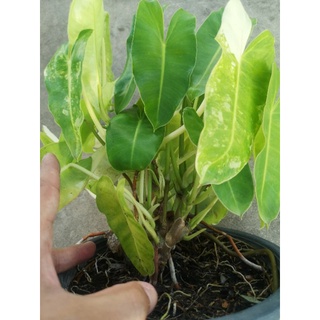 ☘ เบอร์เบิ้ลมาร์ค ☘Philodendron Burle Marx Variegeted เบอมาคด่าง กระถาง 8 นิ้ว ขายราคาถูก