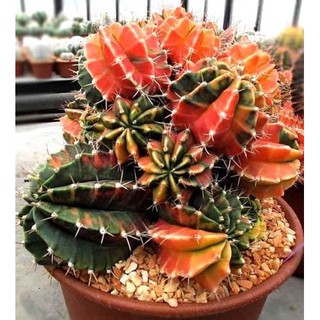 เมล็ดยิมโนมิฮาด่างคละ (Gymnocalycium Mihanovichii Mix Rare) 10 เมล็ด