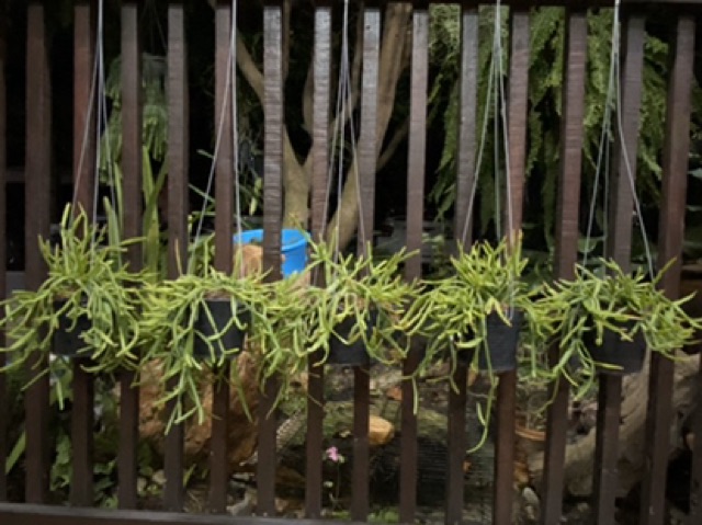 ต้นริพซาลิส ก้ามกุ้ง 🦞 (Rhipsallis) กระถางดำ 4 นิ้ว แขวนลวด 3 ขา - รูปที่ 2