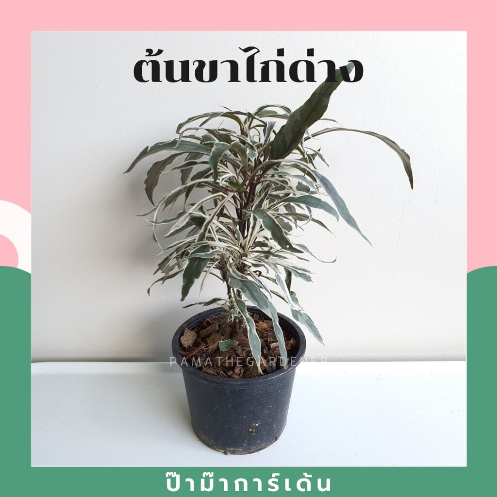 มุมมอง 3