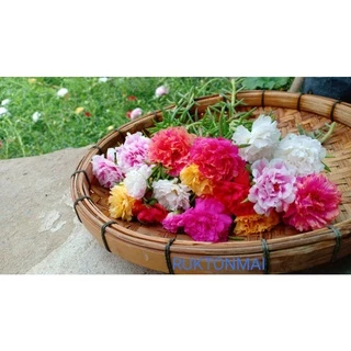 แพรเซี่ยงไฮ้ ขายเป็นกิ่ง กิ่งละ 1 บาท มีหลากหลายสีให้เลือก (ซื้อขั้นต่ำ 20 กิ่ง)