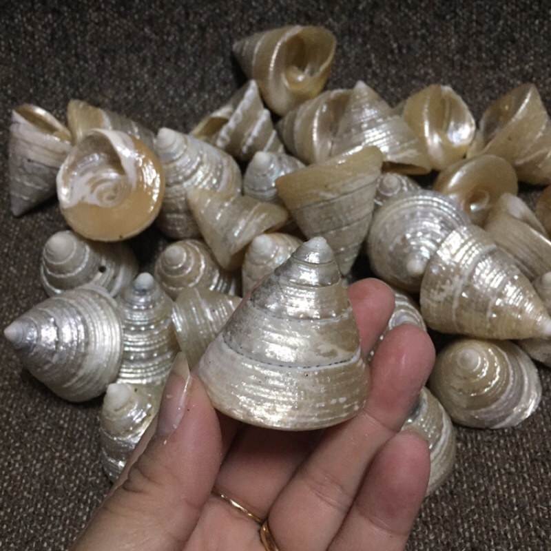 เปลือกหอยแท้ เปลือกหอยนมสาวสีขาวมุข ราคาตัวละ 39 บาท