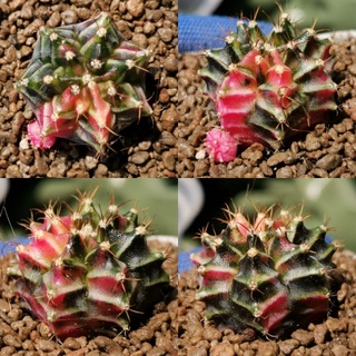 A​49.500 -​ ยิมโนด่าง ไม้เมล็ด Gymnocalycium Cactus แคคตัส กระบองเพชร ไม้อวบน้ำ ราคาถูก​ ยิมโน Gymno ด่าง ไม้ด่าง ต้นไม้