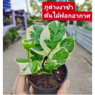 ต้นไม้มงคล​🌈 ฟอกอากาศ​🌿 ซื้อ3แถม1🌴🌳ของแถมร้านเลือกให้