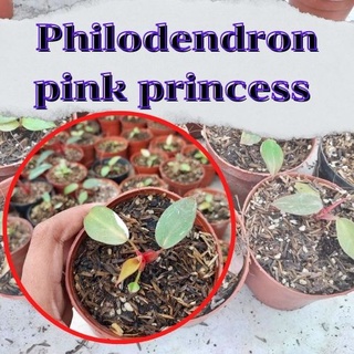 1 กระถาง ต้นพิงค์ปริ้นเซส Philodendron pink princess พิ้งปริ้นเซส เจ้าหญิงสีชมพู คละต้นจัดส่งพร้อมกระถาง