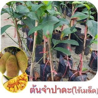 ต้นจำปาดะ หรือ จำดะ (พันธุ์แบบไร้เมล็ด) สูงประมาณ 60-70 cm.(1ต้น)