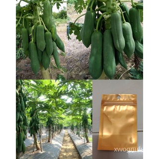 ขายดี สวนครัว/เมล็ดพันธุ์มะละกอ แขกดำเนิน เตี้ย พันธุ์ดก (สั่ง3ซอง แถม1 สั่ง5แถม 2 คละได้ทั้งร้/ขายดี พันธุ์ อินทรีย์ H1